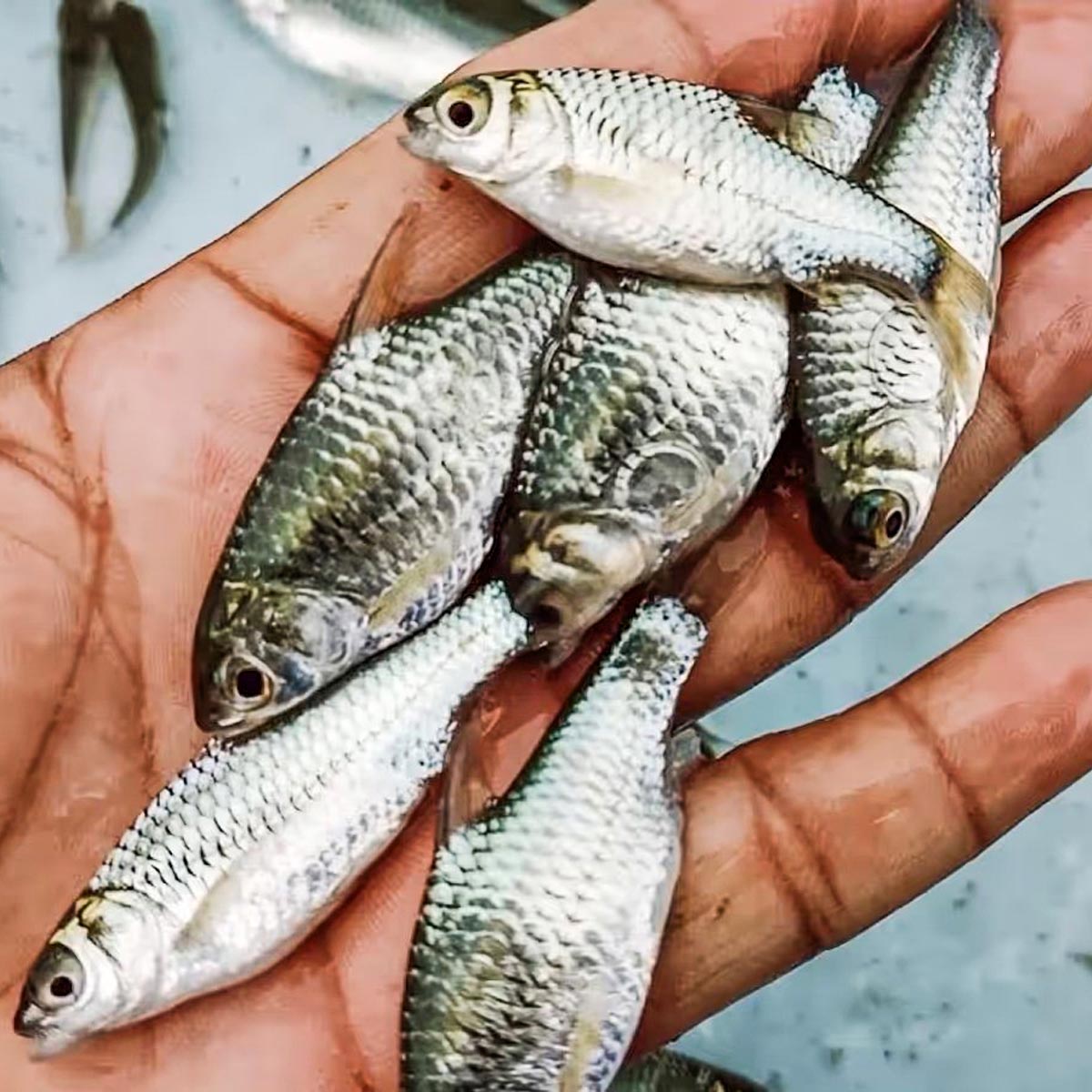 পুঁটি মাছ ১