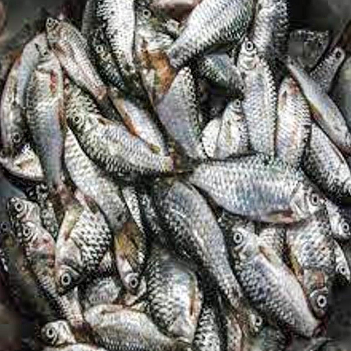 পুঁটি মাছ ৭