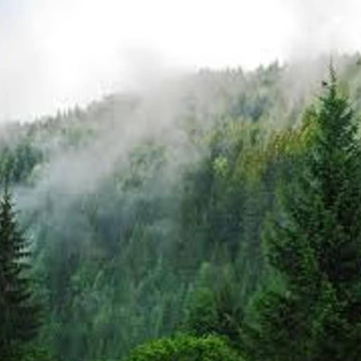 ৪. লেপচাজগত ৪. লেপচাজগত