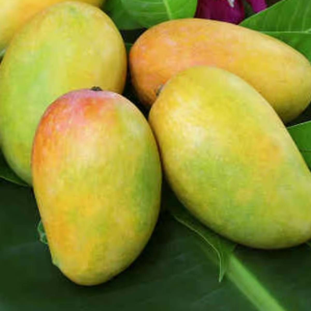 পাকা আমে যেহেতু শর্করার পরিমাণ বেশি থাকে, তাই রক্তে শর্করা বেড়ে যেতে পারে।