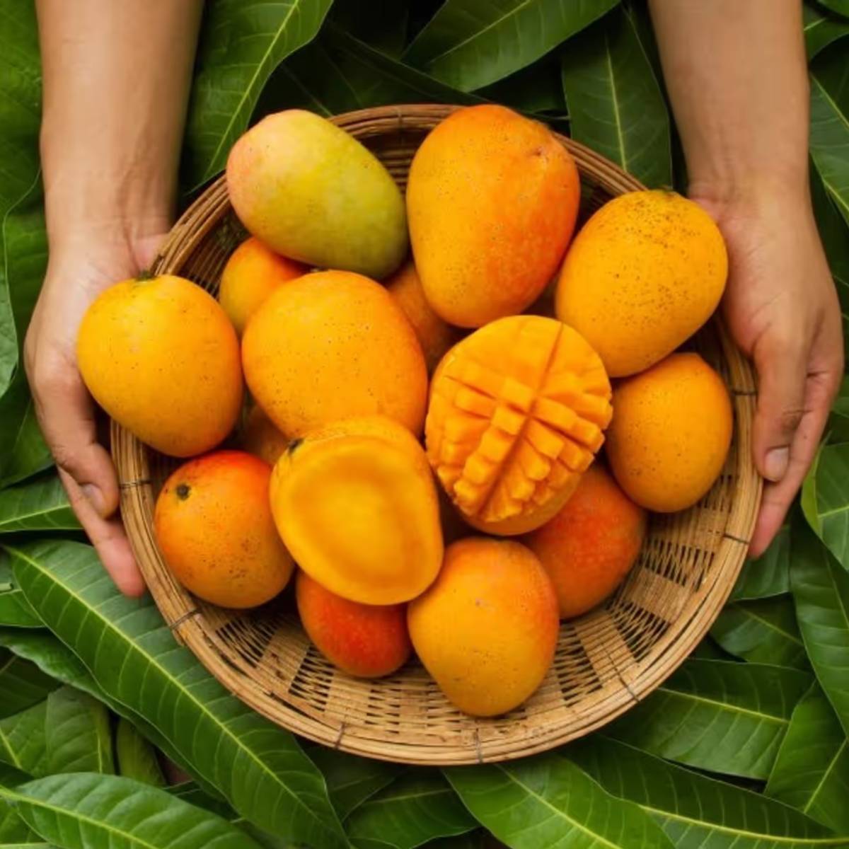 কাঁচা আমের স্বাদ টক হয়। পাকা আম মিষ্টি হয় খেতাে দুই আমেরই পুষ্টিগুণ রয়েছে।