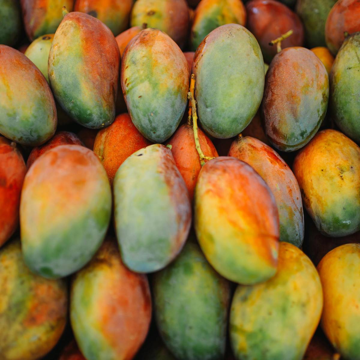 মালদার উর্বর মাটি ও অনুকূল জলবায়ু শতাব্দীধরে আম চাষে সহায়তা করে আসছে। এর ফলে এই অঞ্চলে আমের সাথে একটি গভীর সাংস্কৃতিক ও অর্থনৈতিক সংযোগ তৈরি হয়েছে। ৩০,০০০ হেক্টরেরও বেশি এলাকা জুড়ে বিস্তৃত এইআম বলয়টি চাষাবাদ, প্রক্রিয়াজাতকরণ এবং মৌসুমী কাজের মাধ্যমে স্বজ