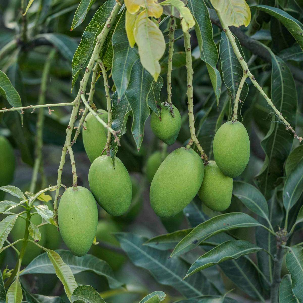 সামগ্রিকভাবে, মালদা তার অনন্য জলবায়ু, উর্বর মাটি এবং চমৎকার আমের জাতের কারণে আমের শহর হিসেবে পরিচিত। এটি শুধু একটি আম উৎপাদনকারী শহরইনয়, স্বজার স্বজার কৃষকের জীবিকার উৎসও বটে।