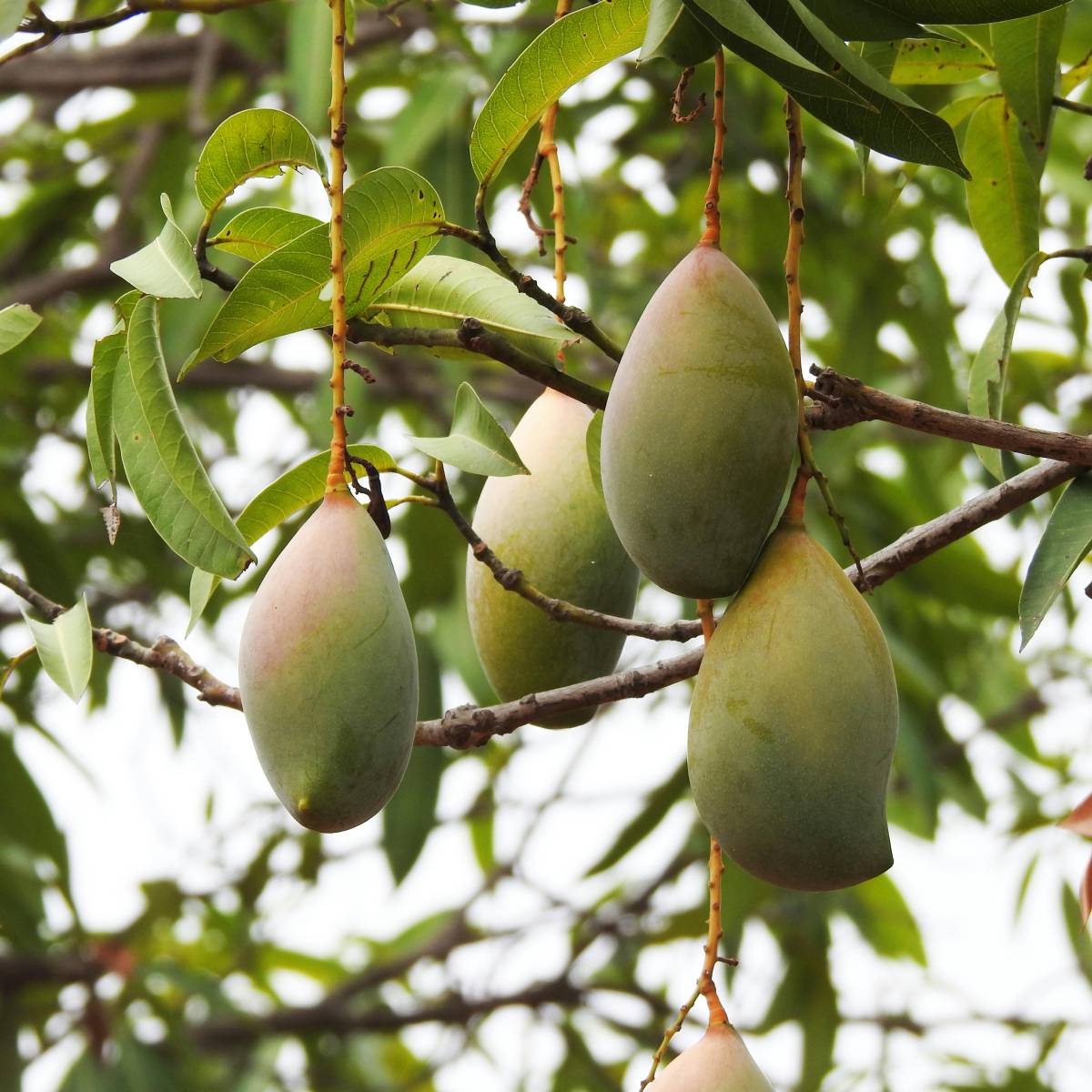 মালদার অর্থনীতিতে আম চাষ কি গুরুত্বপূর্ণ? হ্যাঁ, মালদার অর্থনীতিতে আম চায় একটি গুরুত্বপূর্ণ ভূমিকা পালন করে। হাজার হাজার কৃষক আম চাষের উপর নির্ভরশীল। আম উৎপাদন, মোড়কজাতকরণ এবং বাণিজ্যে বহু লোক নিযুক্ত রয়েছে। তাছাড়া, আমের মৌসুমে বাণিজ্য উল্লেখযোগ্যভাবে বৃদ