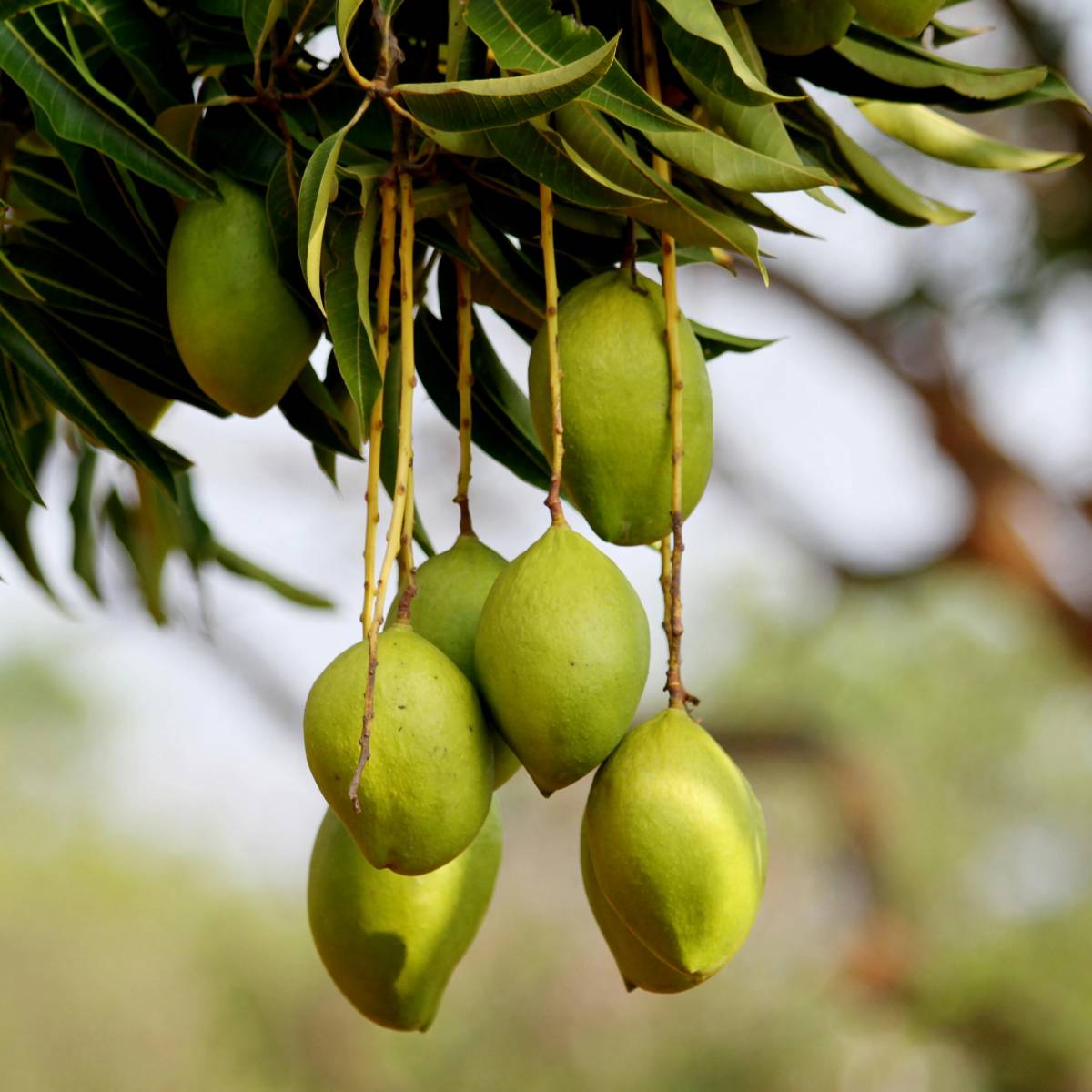 মালদাকে কেন আমের শহর বলা হয়? মালদার এইনামকরণের পেছনে বেশ কয়েকটি কারণ রয়েছে। সবচেয়ে গুরুত্বপূর্ণ কারণ হলো এর ব্যাপক আম উৎপাদন। এই অঞ্চলের মাটি ও জলবায়ু আম চাষের জন্য অত্যন্ত উপযোগী বলে মনে করা হয়। এখানকার উষ্ণ, মৃদু ও শুষ্ক জলবায়ু আম গাছের জন্য আদর্শ।