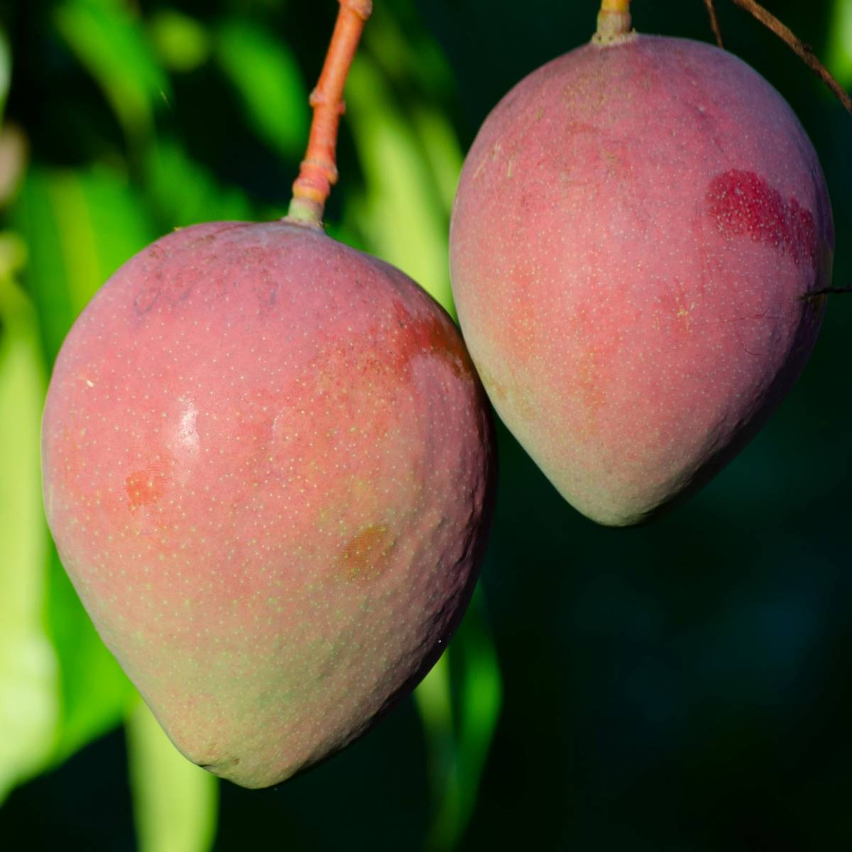 তাছড়া, এখানকার কৃষকেরা বংশ পরম্পরায় আম চাষ করে আসছেন, যা তাঁদের যথেষ্ট অভিজ্ঞতা এনে দিয়েছে। মালদায় প্রতি বছর প্রচুর পরিমানে আম উৎপাদিত হয়, যা ভারতের অনেক রাজ্যে এবং বিদেশেও রপ্তানি করা হয়। এর ফলে শহরটি আম ব্যবসার একটি প্রধান কেন্দ্রে পরিণত হয়েছে।