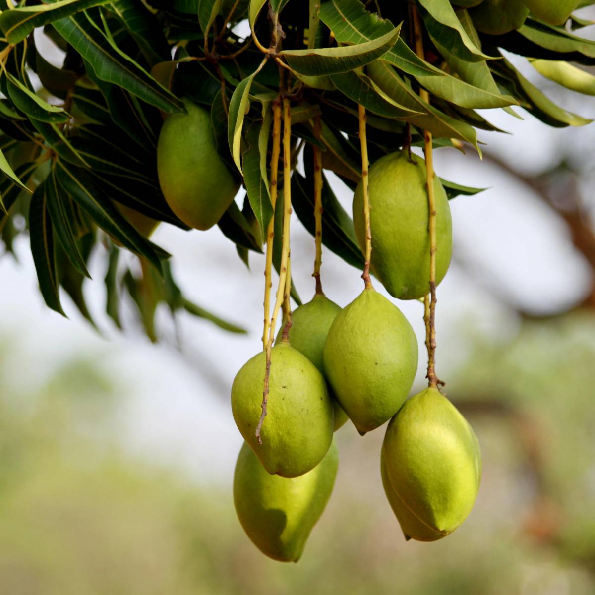 আম... নামটা শুনলেই জিভে জল আসে। একে এমনি এমনি ফলের রাজা বলা হয় না। এর মিষ্টতা, সুগন্ধ আর রসালো স্বাদ সবাইকে মুগ্ধ করে। গ্রীষ্মের আগমনে বাজার আমে ভরে যায় এবং এর সুবাস প্রতিটিঘরে ছড়িয়ে পড়ে। ভারতে আম শুধু একটি ফল নয়, এটি মানুষের অনুভূতির সঙ্গে গভীরভাবে জড়িত।