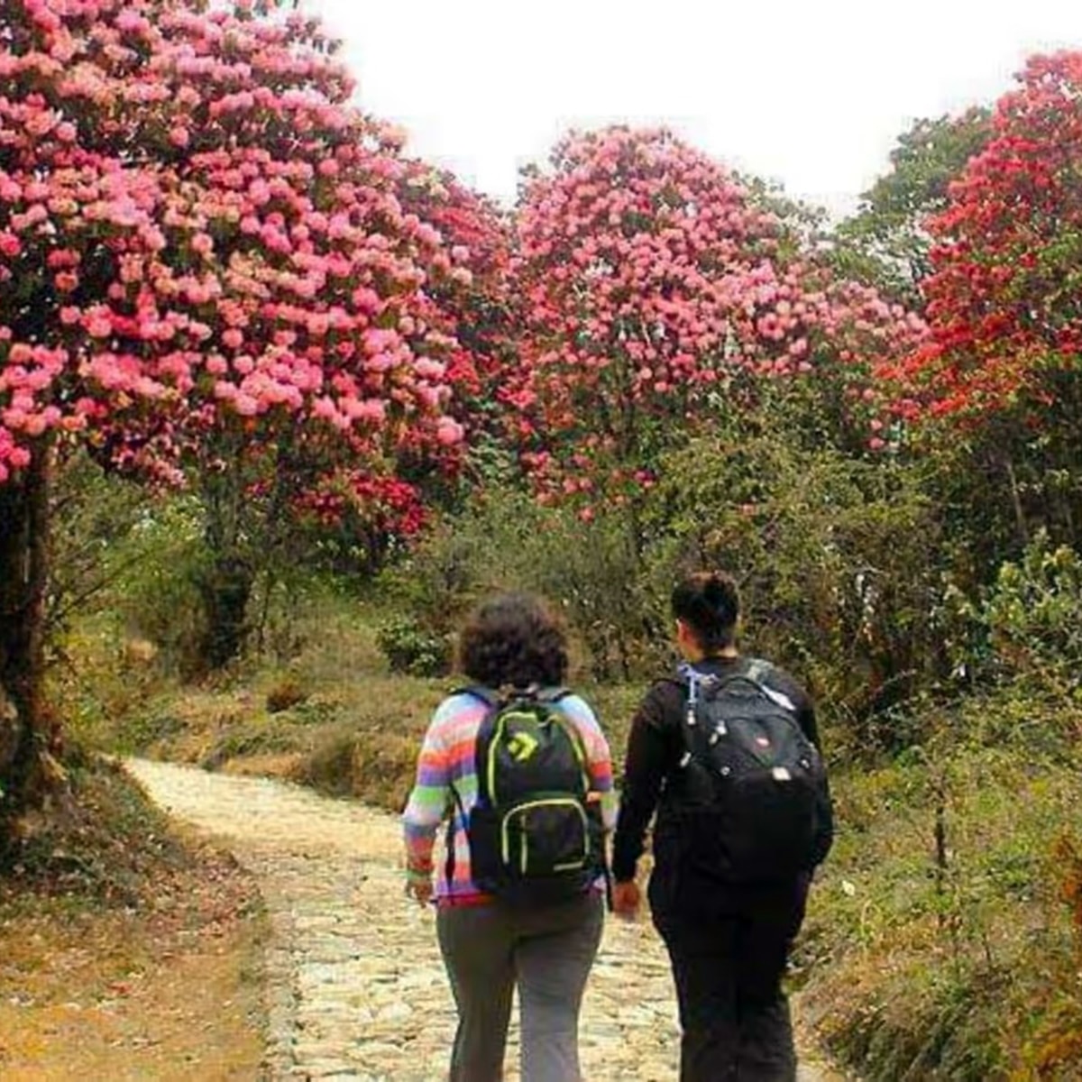 ভার্সে ৮