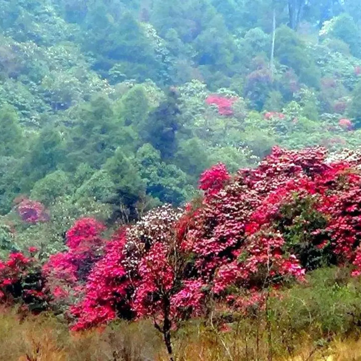 ভার্সে ৭