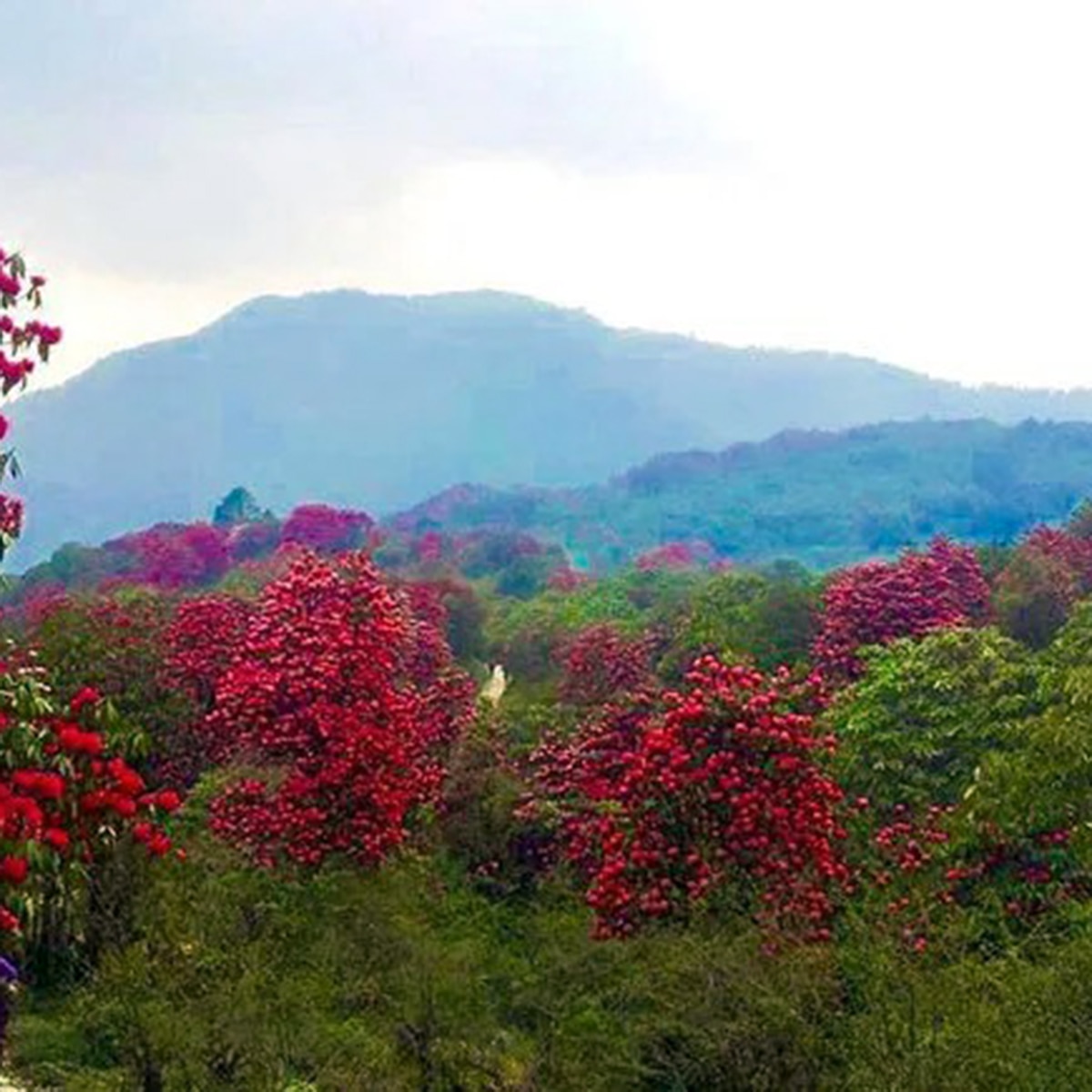ভার্সে ৫