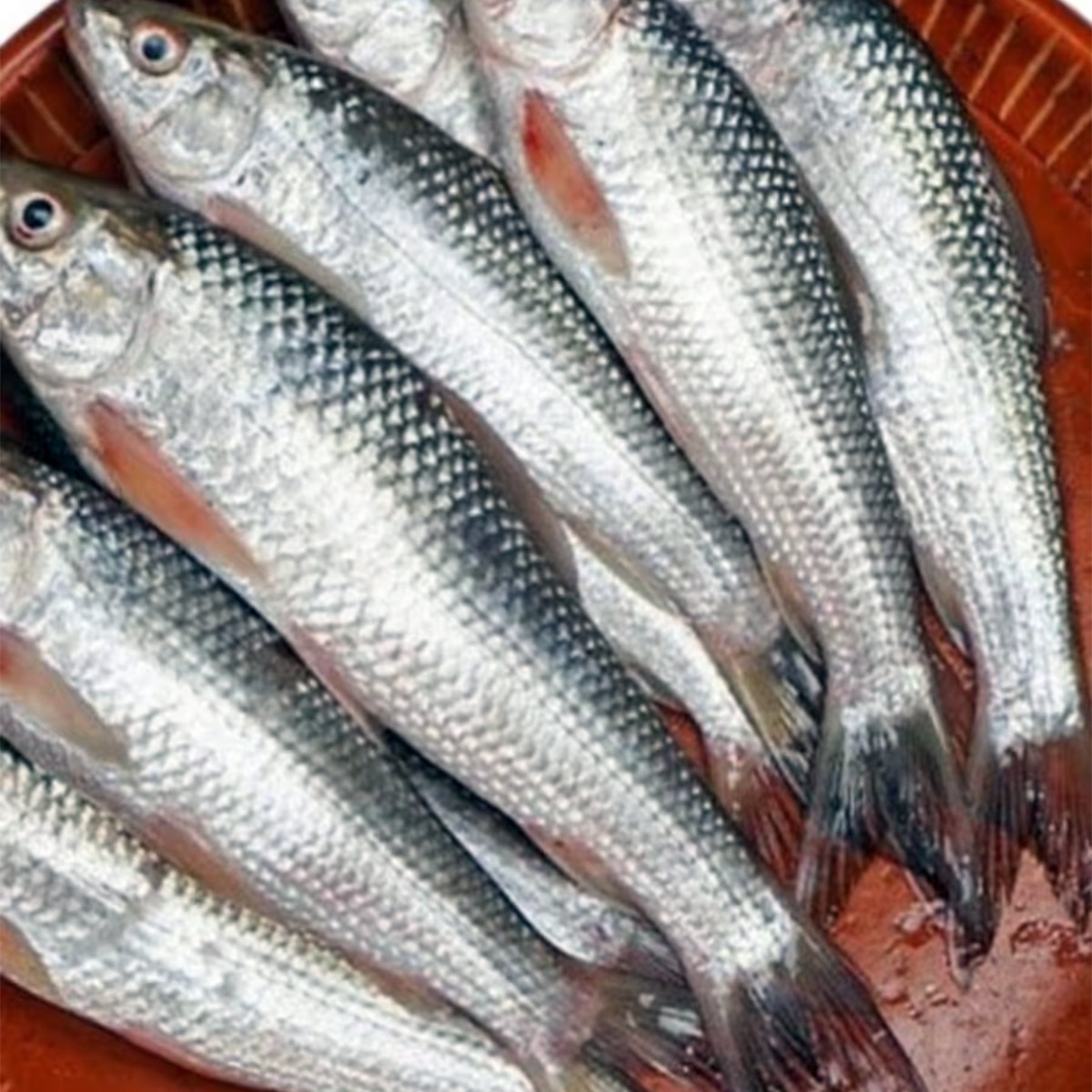 ফিশ ফ্রাই ৪