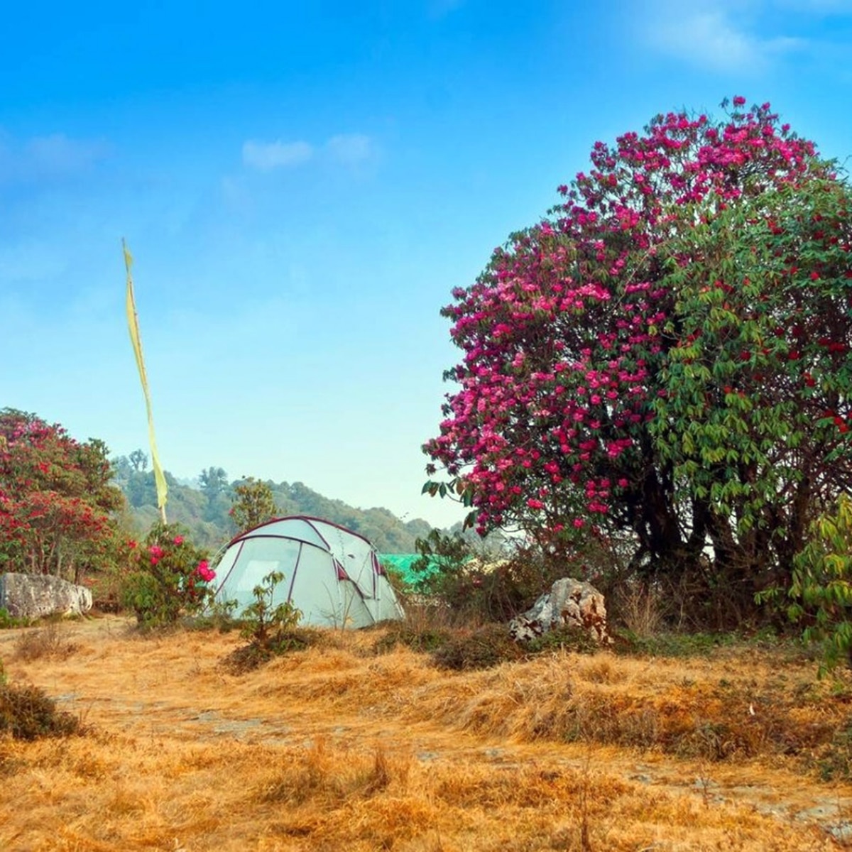 ভার্সে ৪