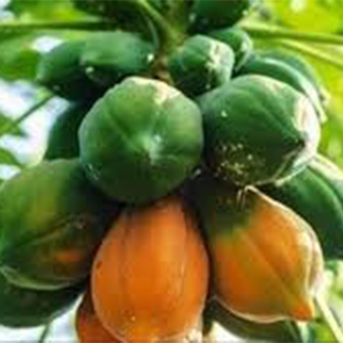 পেঁপের গুন ৮