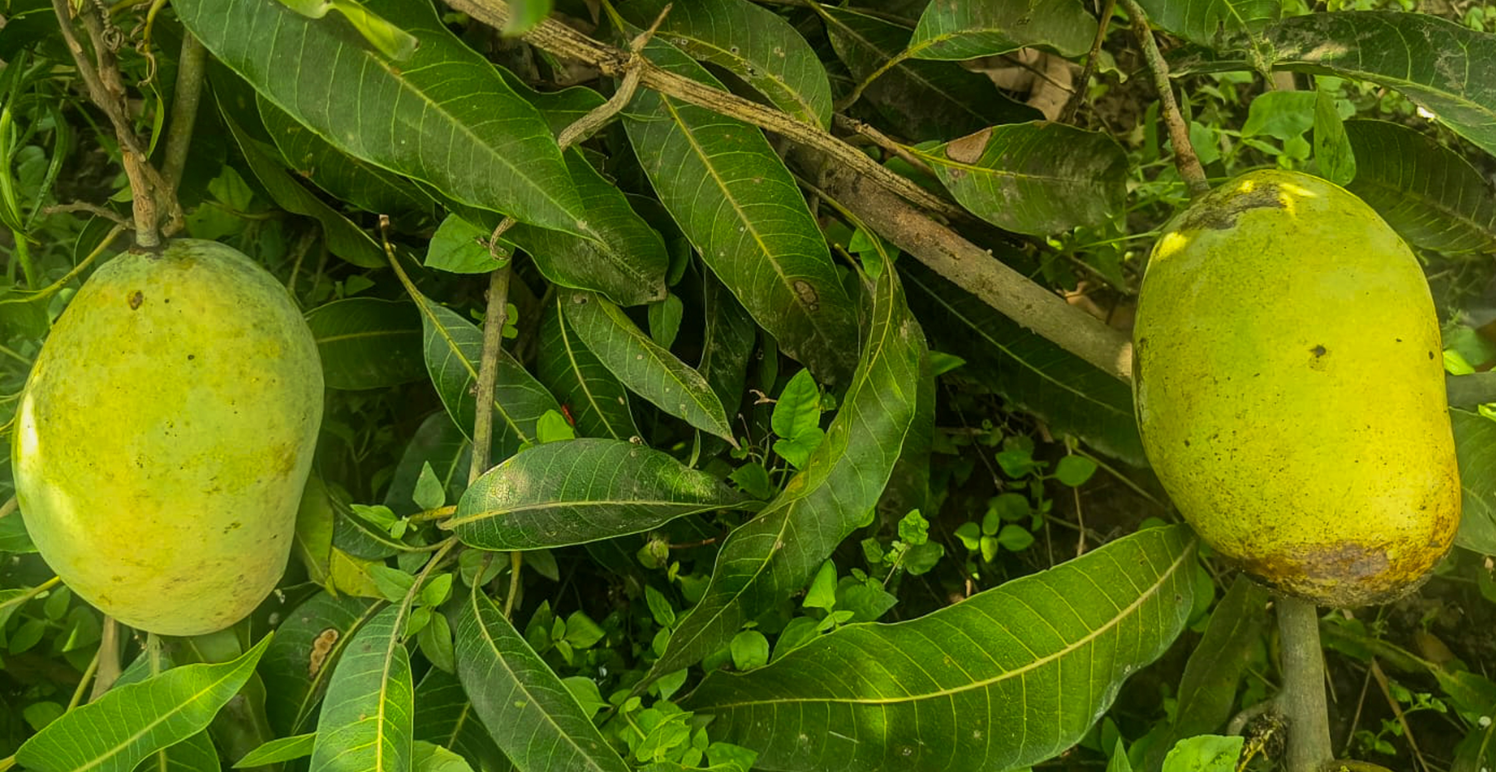 ভারতীয় রফতানিকারীদের জন্য বড় ধাক্কা ভারতীয় রফতানিকারীদের জন্য বড় ধাক্কা