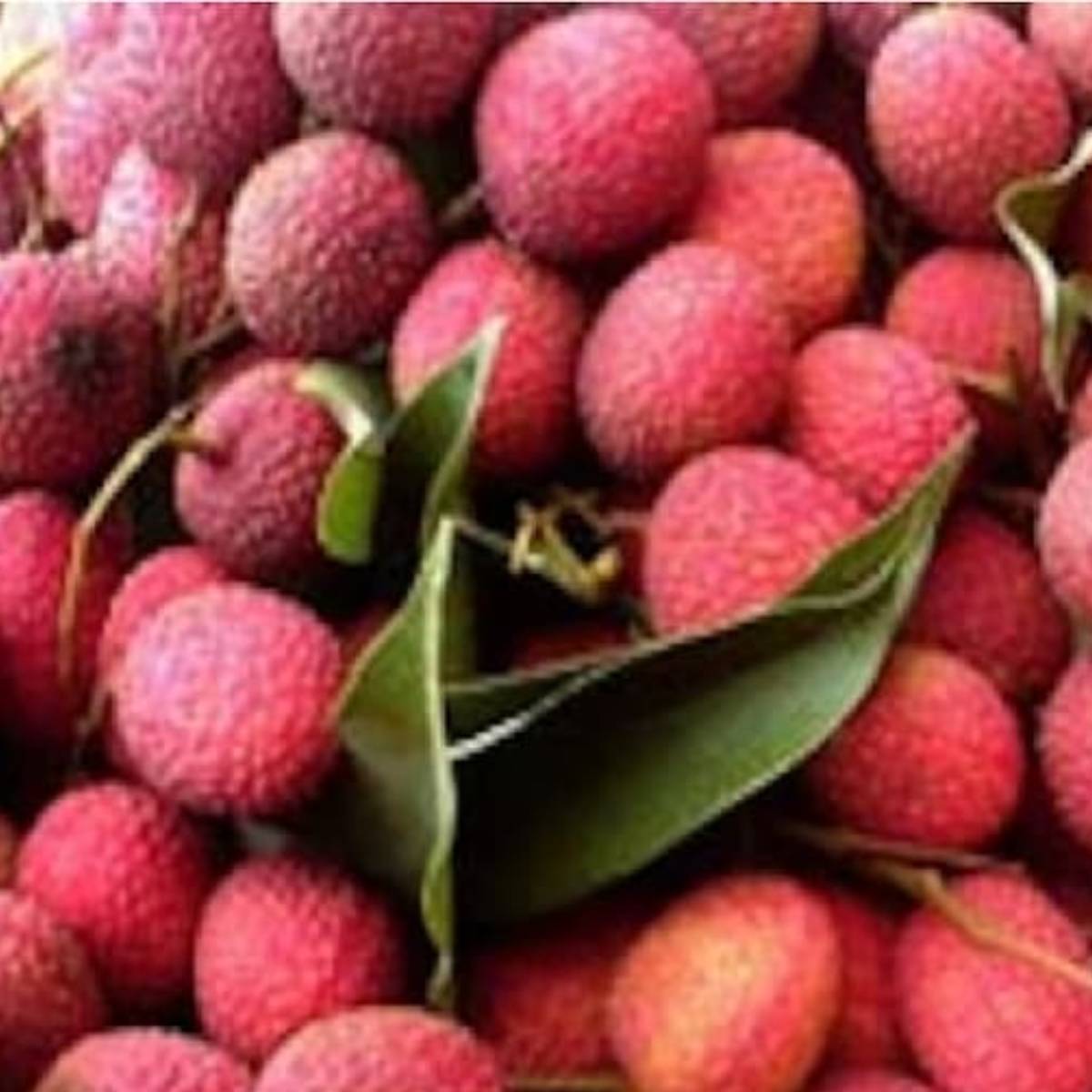 লিচু খুব সুস্বাদু হলেও, অনেক সময়ই তা কেনার সময় বোঝা যায় না মিষ্টি হবে কিনা। আজ আমরা আপনাদের সেই টিপসই দেব, যাতে কেনার সময়ই আপনি ভাল সুস্বাদু লিচু কিনতে পারেন।