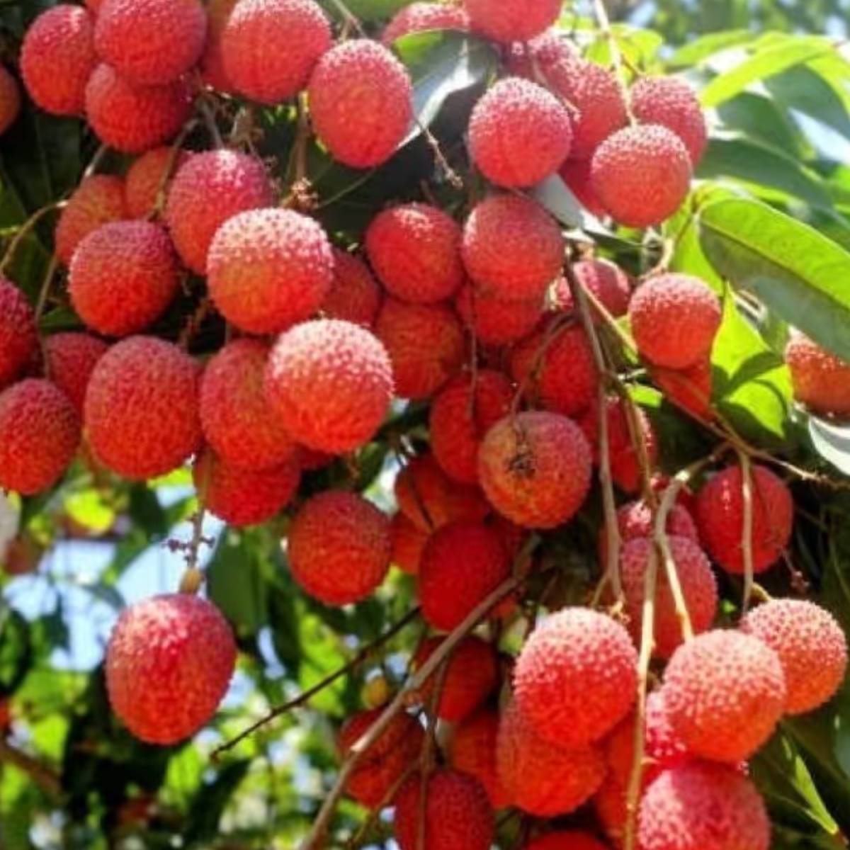 বাজার থেকে লিচু কেনার সময় সবসময় ডালসহ বা গুচ্ছ আকারে থাকা ফল বেছে নেওয়া উচিত। ডালসহ লিচু অনেক বেশি সময় পর্যন্ত তাজা থাকে এবং সহজে নষ্ট হয়ে যায় না। ডালগুলো যদি একদম শুকিয়ে ভেঙে পড়ে তবে বুঝতে হবে ফলটি বেশ কয়েকদিন আগে গাছ থেকে পাড়া হয়েছে। 
