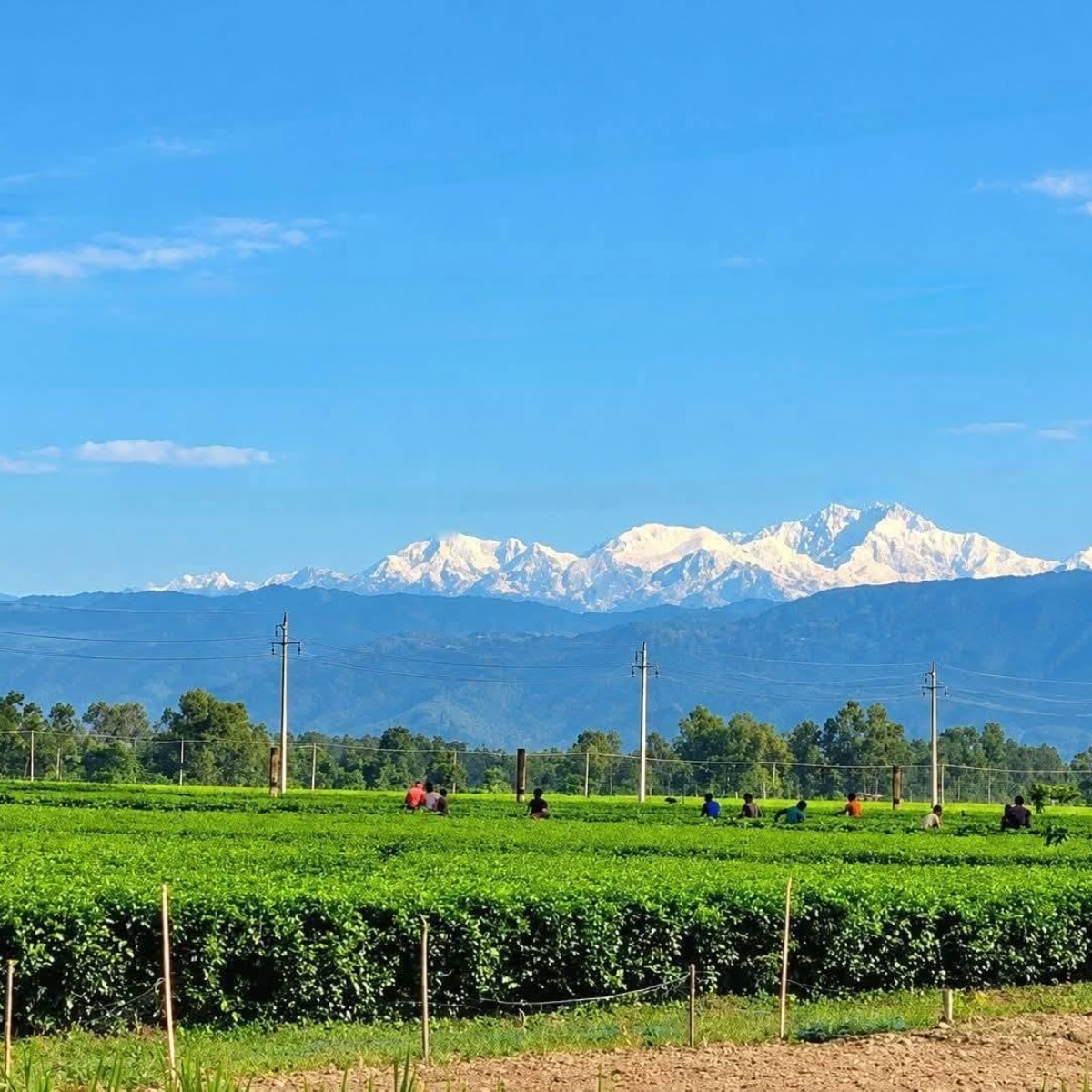 Kanchenjunga from Siliguri