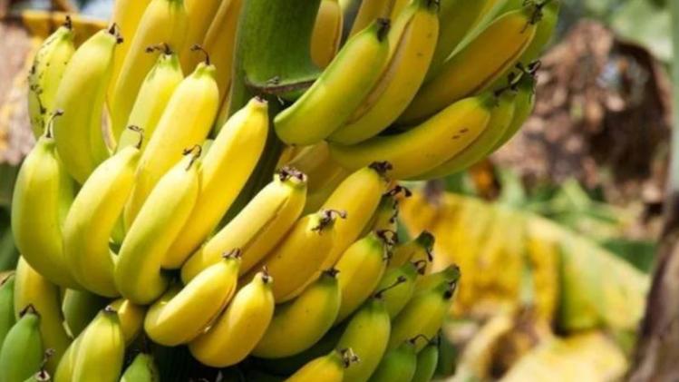 Banana Benefits দামী ওষুধের কাজ করে দেয় এক টুকরো কলা! রোজ খেলে আরও