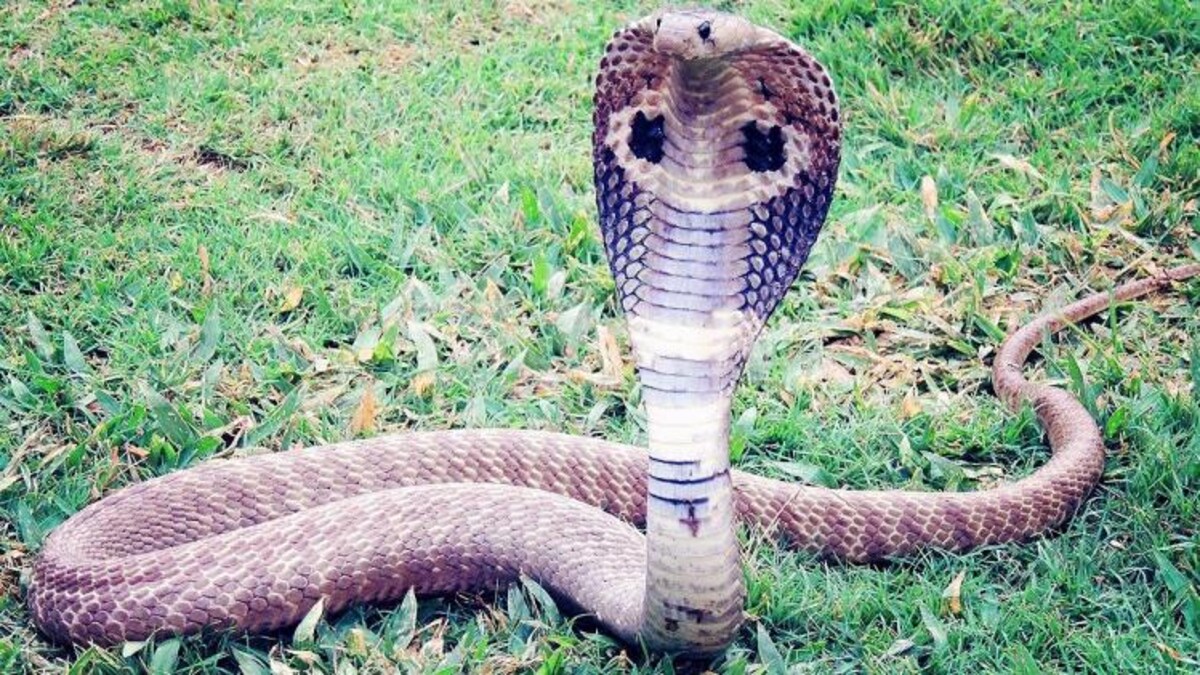 Snake : King Cobra-র ৪টি বংশ, কোথা থেকে এসেছে এই তীব্র বিষধর? - Scientists Discover King Cobra Belongs To Four Species Sum - Aaj Tak Bangla