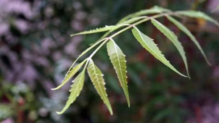 Neem Tree বাড়িতে নিম গাছ লাগান, পাবেন প্রচুর সুবিধা Neem Tree