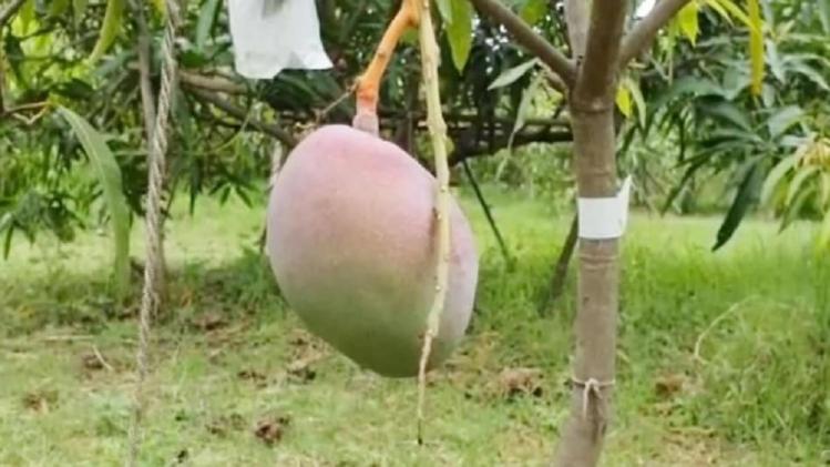 Costliest Mango বিশেষ আম! এক কেজির দাম ২.৭ লক্ষ টাকা, ভারতে কোথায় উ