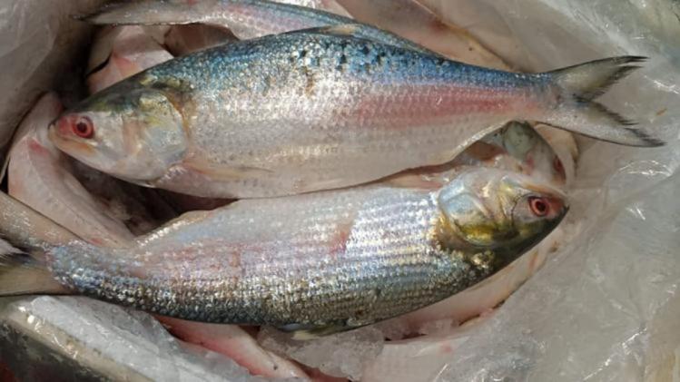Hilsa Fish Benefits স্বাদের সঙ্গে পুষ্টিগুণেও ভরপুর ইলিশ মাছ! জানুন কী