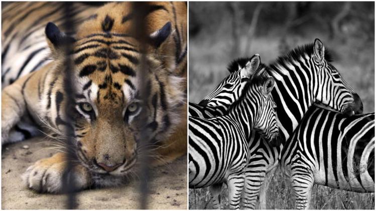 Eco Park Zoo ইকো পার্কে গড়ে উঠছে মিনি চিড়িয়াখানা, থাকবে দেশবিদেশের