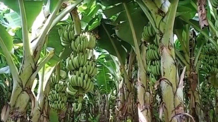 Banana Plant Vastu tips বাস্তু মতে বাড়ির কোন দিকে কলাগাছ পুঁতলে বৃহস্পতি তুঙ্গে হয়? Banana