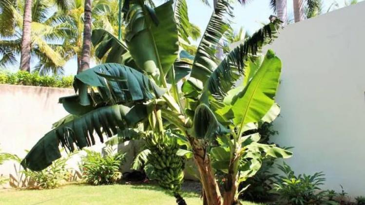 Banana Tree Vastu Tips দাম্পত্য সমস্যায় ভুগছেন? বাস্তু মেনে এই গাছ