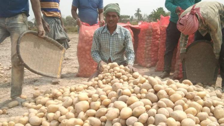 Potato Price In West Bengal Today ৫০০ টাকায় বিক্রি হচ্ছে বন্ড, আপনার