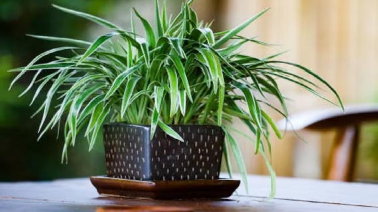 Spider Plant Vastu Tips দারিদ্রে দেওয়ালে পিঠ ঠেকেছে? জীবনের মোড়