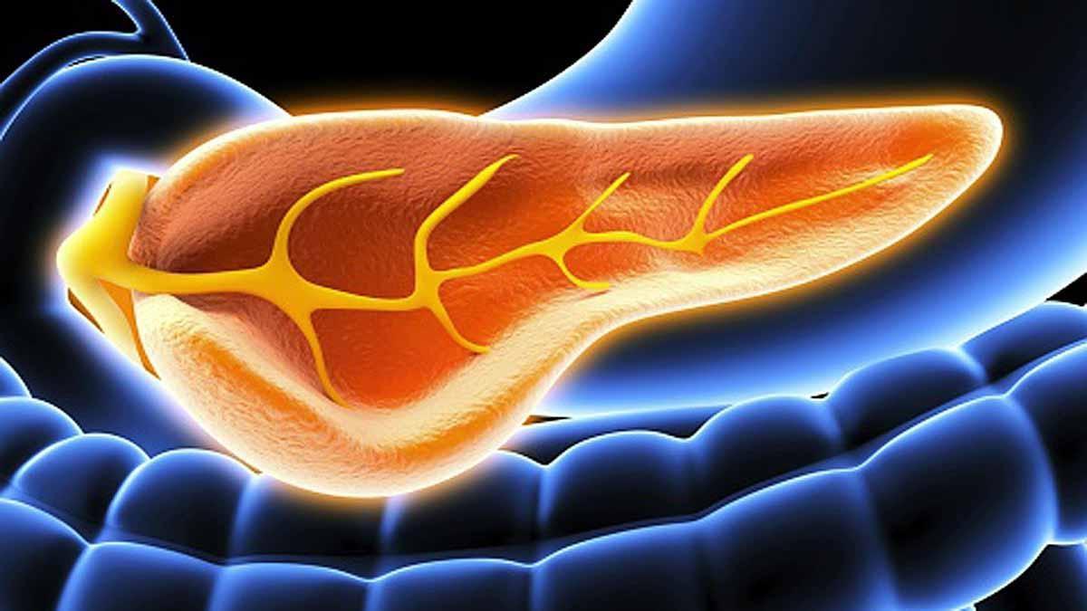 Pancreas Good Food দেহের ভাইটাল অঙ্গ প্যানক্রিয়াস, ৫ খাবারে বাঁচান