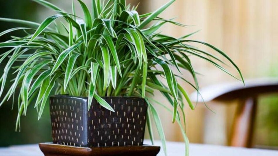 Spider Plant Upay:মানি প্ল্যান্টের সঙ্গে বাড়িতে রাখুন এই ছোট্ট গাছটি, দুহাতে আসবে টাকা -হবে উন্নতি - vastu fengshui tips and benefits of having spider plants attracts money good luck ...