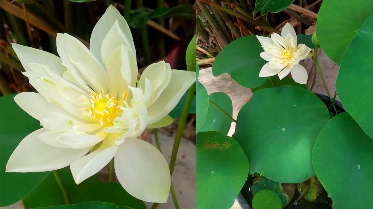 Lotus in Tub বাড়ির গামলাতেই পদ্ম ফুল ফোটাতে চান ? রইল পদ্ধতি how to