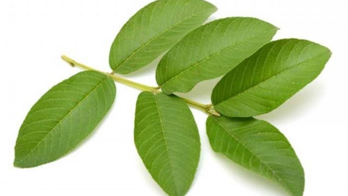 Guava Leaf Benefits দূর হবে ব্রণ, কমবে ওজন, ডায়বেটিস; এই পাতা মিরাকল