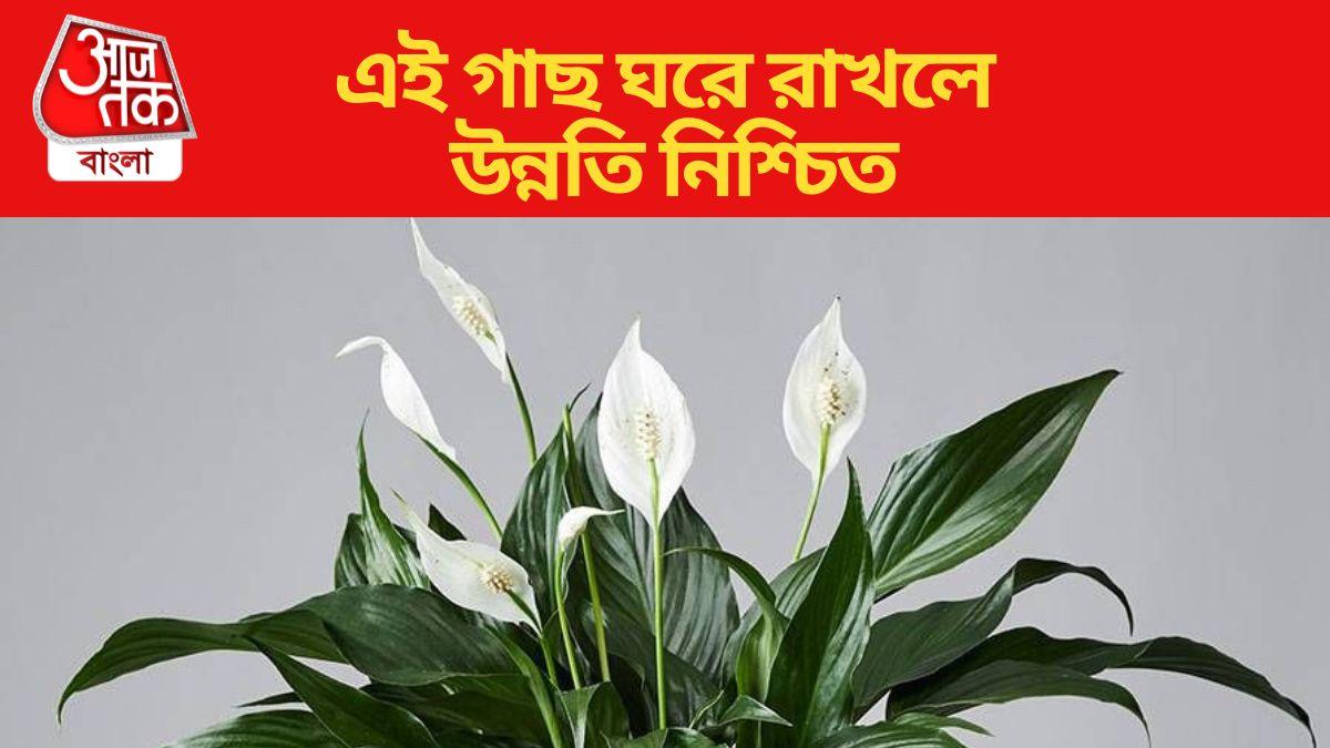 Peace Lily Plant Vastu উন্নতির পথে আসা বাধা দূর হবে, বাড়ির সঠিক দিকে রাখলেই ভাগ্য বদলাবে এই