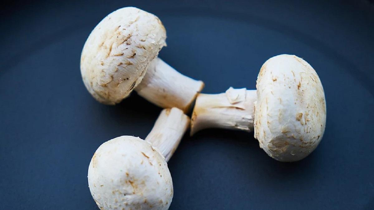 Mushrooms Benefits এই ১০ কারণে রোজকার ডায়েটে রাখুন মাশরুম, পাবেন