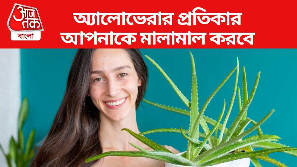 Aloe Vera Vastu Tips কেবল উজ্জ্বল ত্বক নয়আপনার ভাগ্যও বদলাতে পারে