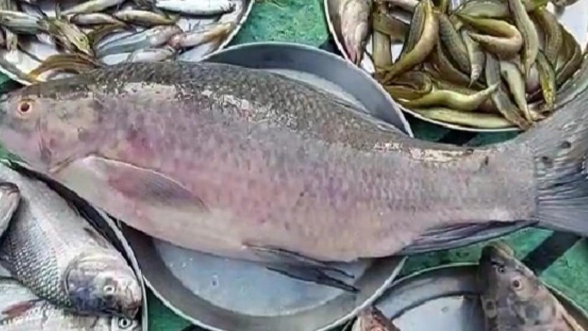 Fish Side Effects কোন পরিস্থিতিতে মাছ খাওয়া একেবারেই উচিত নয়, জানেন