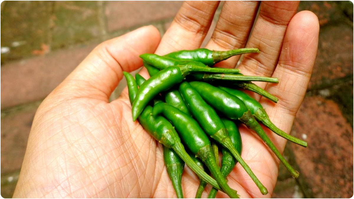 Green Chilli Benefits কাঁচালঙ্কা কমায় কোলেস্টেরল থেকে ক্যান্সার, দিনে