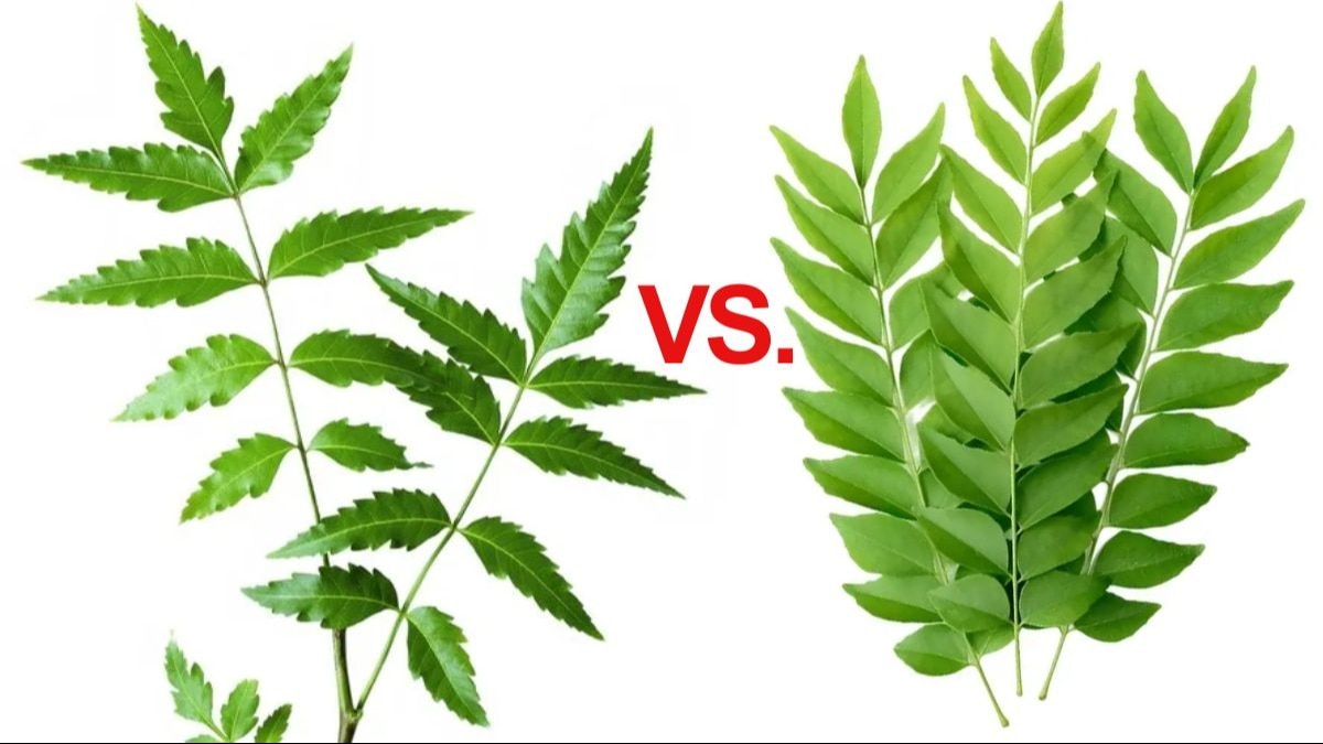 Neem Leaves VS Curry Leaves নিম vs কারি পাতা চুল ভাল রাখতে কী ব্যবহার