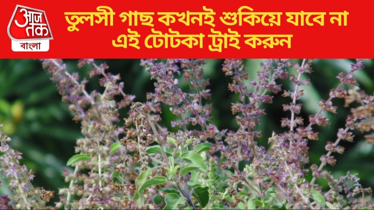 তুলসী গাছ কখনই শুকিয়ে যাবে না