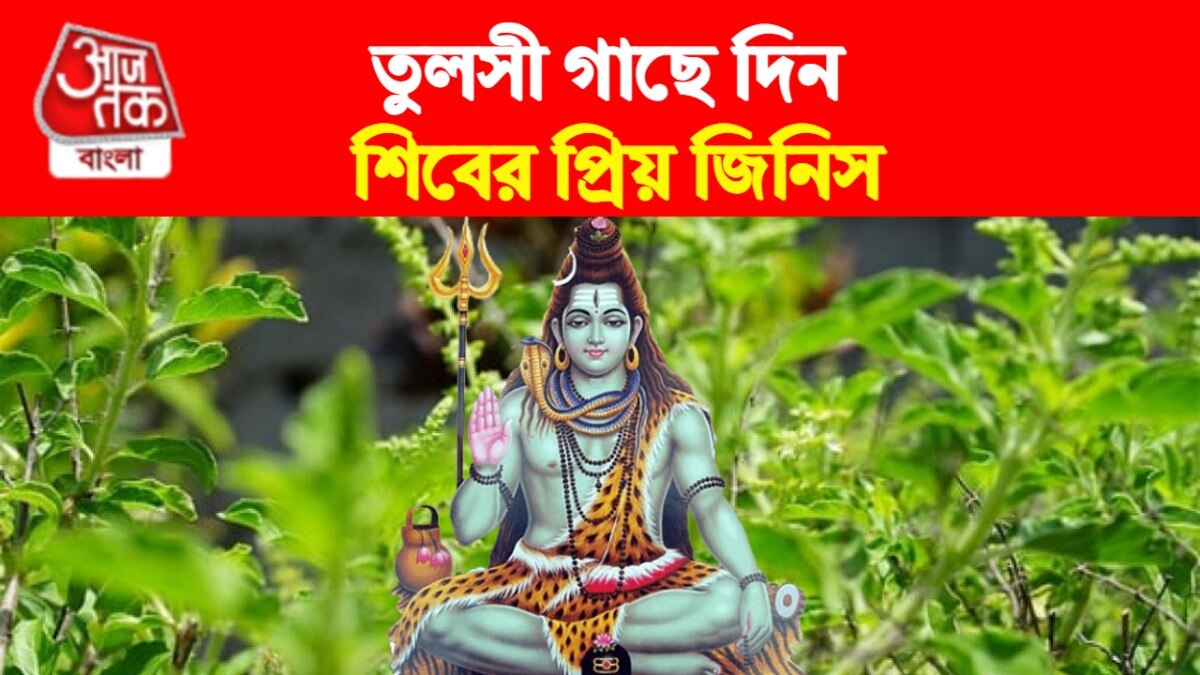 Tulsi Tips