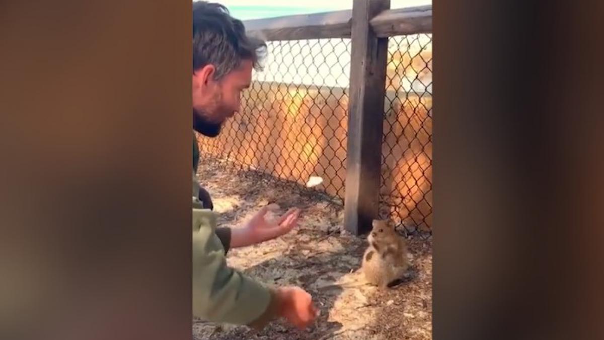 Quokka এক ব্যক্তি তার জাগলিং দক্ষতা দেখাচ্ছে কোক্কাসকে Viral Aaj