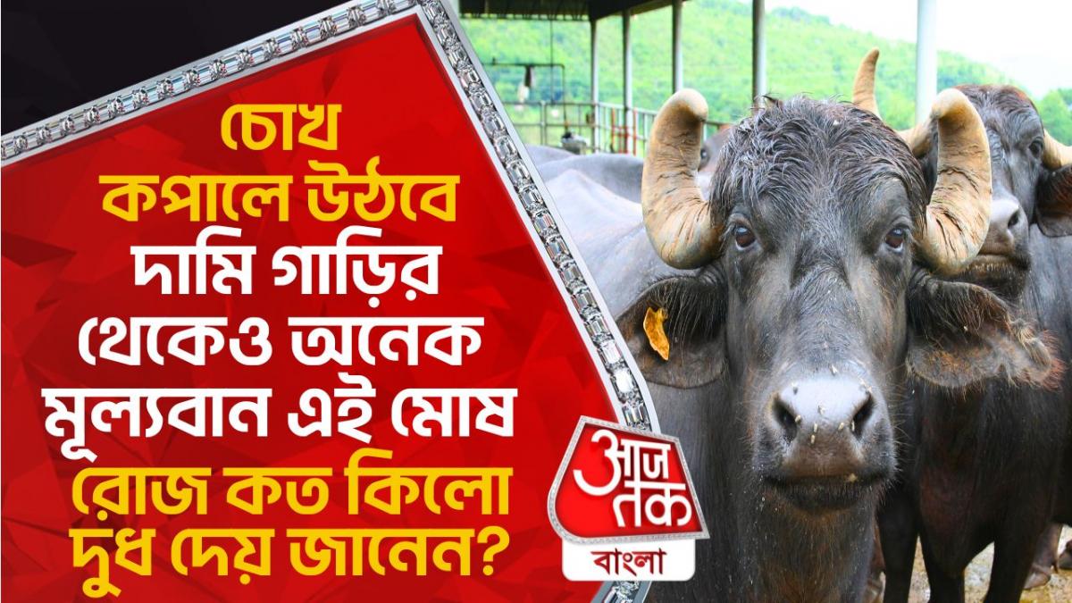 Haryana Murrah Breed Buffalo চোখ কপালে উঠবে, দামি গাড়ির থেকেও অনেক