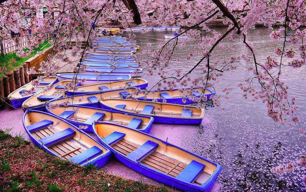 https://akm-img-a-in.tosshub.com/lingo/brt/images/photo_gallery/201908/hbz-best-honeymoon-destinations-2019-japan-gettyimages-835809786-1550015370_080919040616.jpg