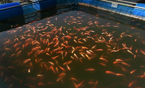 इजरायली मछली पालन तकनीक इजरायली मछली पालन तकनीक