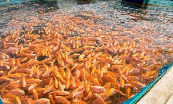 इन्टेन्सिव और हाइपर-इंटेन्सिव मछली पालन: इन्टेन्सिव और हाइपर-इंटेन्सिव मछली पालन: