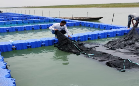 इजरायली मछली पालन तकनीक से बिजनेस कैसे शुरू करें? इजरायली मछली पालन तकनीक से बिजनेस कैसे शुरू करें?