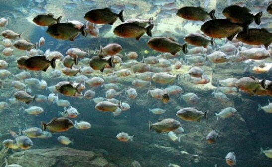 2. मछली की नस्ल का चयन करें: 2. मछली की नस्ल का चयन करें: